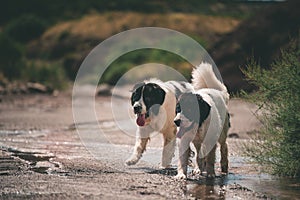 Landseer dog pure breed playing fun lovely puppy