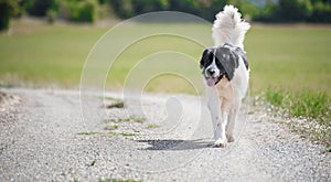 Landseer dog pure breed playing fun lovely puppy