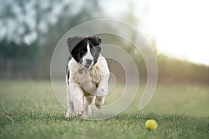 Landseer dog pure breed playing fun lovely puppy