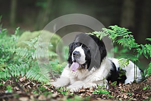 Landseer dog pure breed playing fun lovely puppy