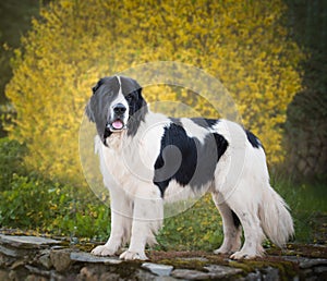 Landseer dog pure breed playing fun lovely puppy