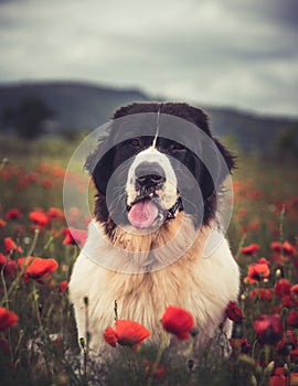 Landseer dog pure breed in poppy field flower