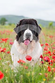 Landseer dog pure breed in poppy field flower