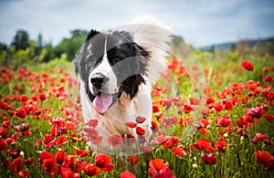 Landseer dog pure breed in poppy field flower