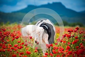 Landseer dog pure breed in poppy field flower