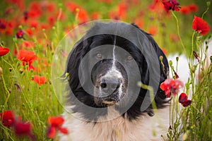 Landseer dog pure breed in poppy field flower