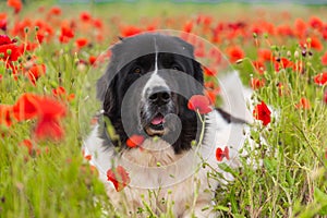 Landseer dog pure breed in poppy field flower