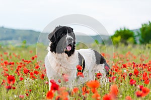 Landseer dog pure breed in poppy field flower