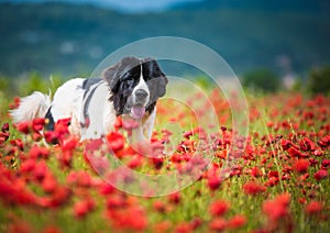 Landseer dog pure breed in poppy field flower