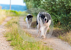 Landseer dog pure breed in road