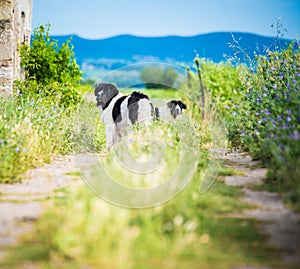 Landseer dog pure breed in road