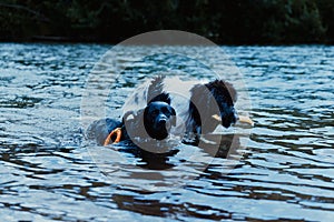 Landseer dog pure breed in water training