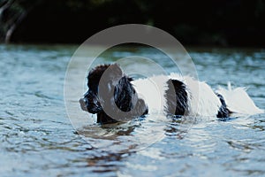 Landseer dog pure breed in water training