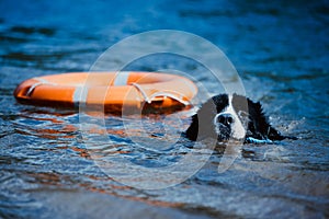 Landseer dog pure breed in water training