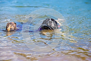 Landseer dog pure breed in water training