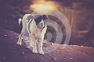 Landseer dog pure breed in white studio