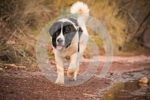 Landseer dog pure breed in white studio