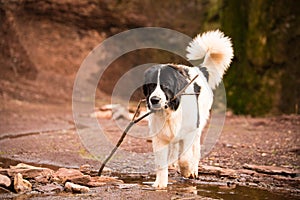 Landseer dog pure breed in white studio