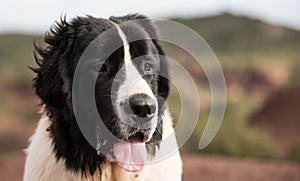 Landseer dog pure breed in white studio