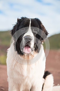 Landseer dog pure breed in white studio