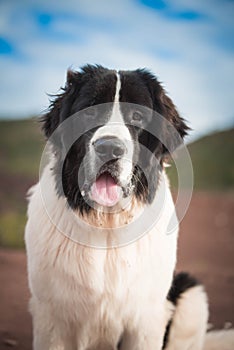 Landseer dog pure breed in white studio