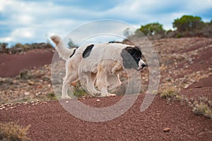 Landseer dog pure breed in white studio