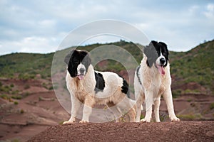 Landseer dog pure breed in white studio