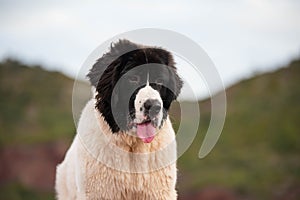 Landseer dog pure breed in white studio