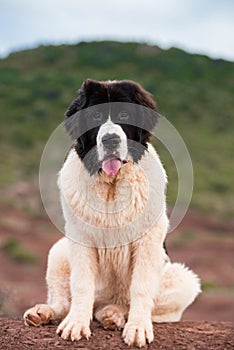 Landseer dog pure breed in white studio