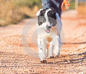 Landseer dog water work rescue dog