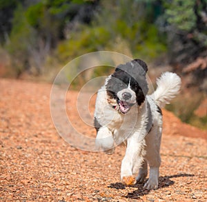 Landseer dog water work rescue dog