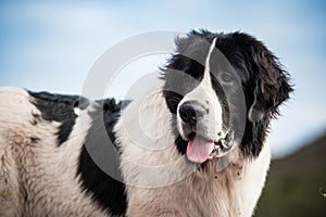 Landseer dog water work rescue dog