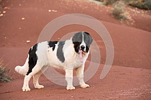 Landseer dog water work rescue dog