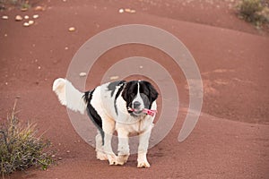 Landseer dog water work rescue dog