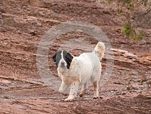 Landseer dog water work rescue dog