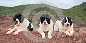 Landseer dog water work rescue dog