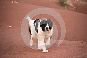 Landseer dog water work rescue dog