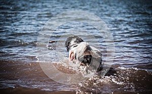Landseer dog water work training