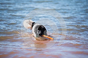 Landseer dog water work training