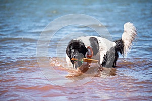 Landseer dog water work training