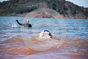 Landseer dog water work training