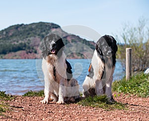 Landseer dog water work training