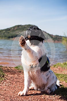 Landseer dog water work training