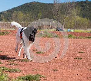 Landseer dog water work training