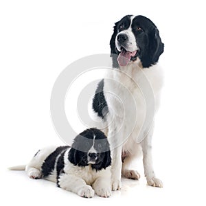 Landseer dogs