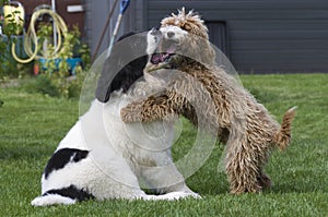 Landseer ECT and Cockapoo pups playing