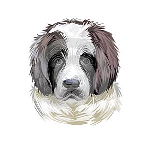 Landseer puppy muzzle watercolor portrait closeup digital art. Newfoundland dog from Canada, pedigree breed of large sizes, giant