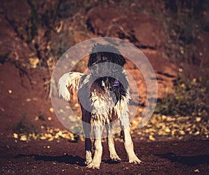 Landseer water work rescue dog