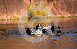 Landseer water work rescue dog