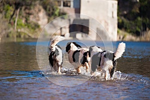 Landseer water work rescue dog